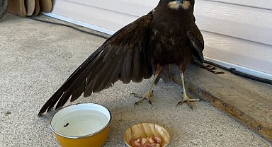 Konya'da kanadı kırık kartal bahçeye düştü