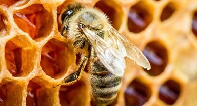 Arılar Yok Olsa Ne Olurdu? İnanılmaz Sonuçlar!