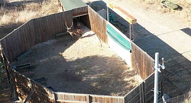 Bursa'da 2 kızıl geyik tedavileri sonrasında doğaya salındı