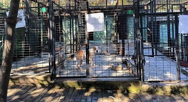 Bursa'da atı yaralayan köpek bulundu