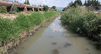 Bursa'da katrana dönüşen derede toplu balık ölümleri!