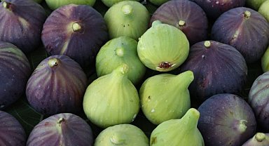 Bursa siyah inciri coğrafi işaretli ürün oldu