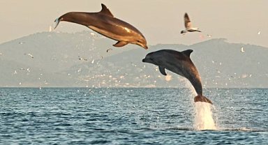 Hayvanlarda Aksan Farklılıkları Var mı? İnanılmaz Gerçekler!