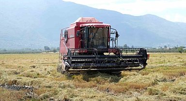 Orhangazi'de çeltik hasadı dolayısıyla etkinlikler