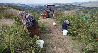 Uludağ'da yetişen Aronya meyvesi hasadı başladı