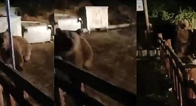 Uludağ'daki ayı saldırısını köpekler önledi!