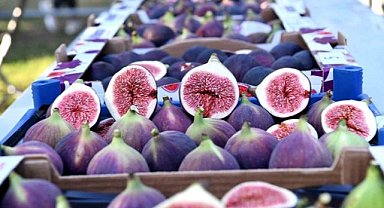 Bursa siyah inciri ihracatı geçen yıla göre arttı