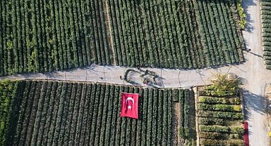 İznik'te zeytin fidanlarıyla işletmeciden cumhuriyet kutlaması