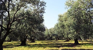 Marmarabirlik'ten zeytinde sevindirici rekolte beyanları