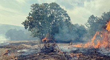 Mudanya'da ormanlık ve zeytinliklerde çıkan yangınlara müdahale!
