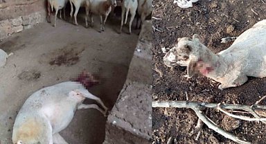 Yenişehir'de 4 sokak köpeği ağıldaki koyunları yaraladı