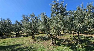 Zeytinin kilogram maliyeti Orhangazi'de açıklandı