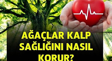 Ağaçlar Kalp Sağlığını Nasıl Korur?