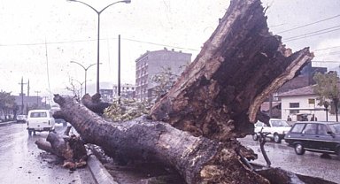Bursa'daki tarihi dev çınar BUÜ'de sergileniyor