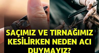 Saçımız ve Tırnağımız Kesilirken Neden Acı Duymayız?