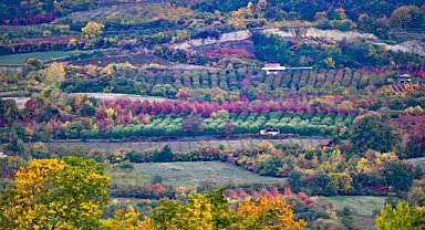 Uludağ'ın eteklerinde renk cümbüşü