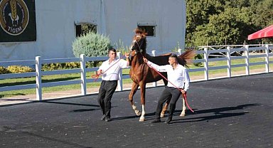 58 tay 25 milyon liraya satıldı