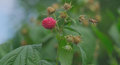 Ahududu, merkezi Bursa’da yok olmak üzere