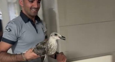 Bursa’da bir martı acile uçarak girdi