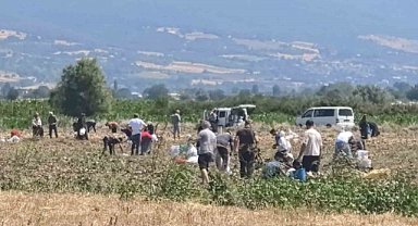 Bursa İnegöl'de patates tarlasındaki ürünleri ücretsiz dağıttı