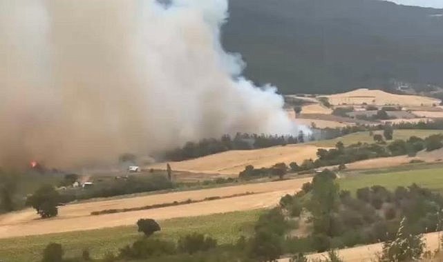 Bursa Yenişehir’de orman yangını