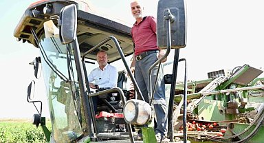 Domatesin başkenti Karacabey'de hasat sezonu sürüyor