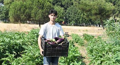 Gazi Tarım’da hasat zamanı
