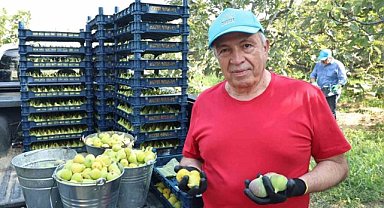 Nilüfer’de incir hasadı başladı