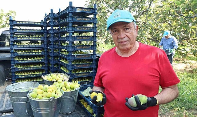 Nilüfer’de incir hasadı başladı