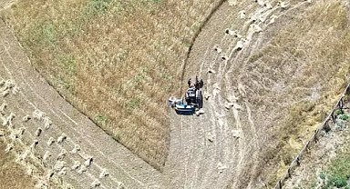 Ordu'da fındığın yerini aldı, üretim bin 500 kat arttı!