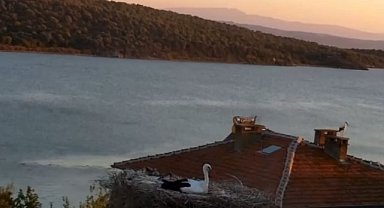 Yaren Leylek depremi önceden hissetti