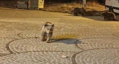 Uludağ’da gece yarısı ayı sürprizi