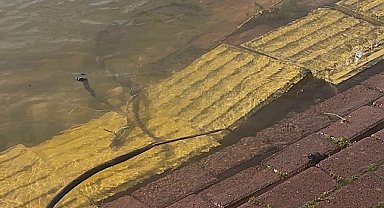 Yaren leyleğin köyü de yükselen göl sularından etkilendi