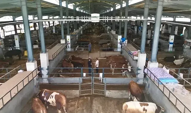 Bursa'da hayvan pazarında kotra ihalesi başlıyor