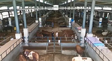 Bursa'da hayvan pazarında kotra ihalesi başlıyor