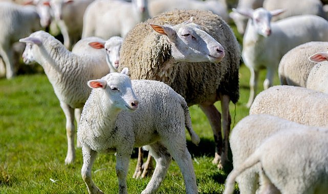 Bursa’nın 7 asırlık çiftliğinde rekor yolda!