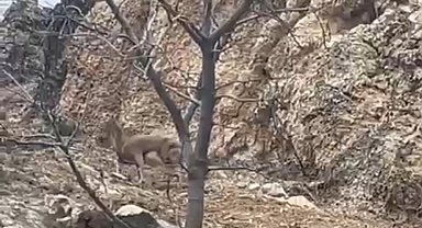 Elazığ’da 3 ayaklı yaban keçisi azmiyle şaşırttı