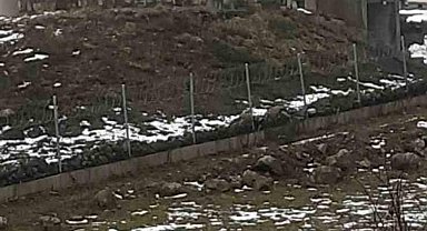 Göç yolculuğundaki leylekler Sakarya’da mola verdi