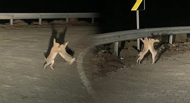 Kavga eden tavşanlar böyle görüntülendi