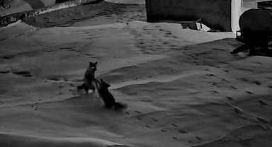 Köye inen tilkiler birbirine girdi, o anlar kameraya yansıdı