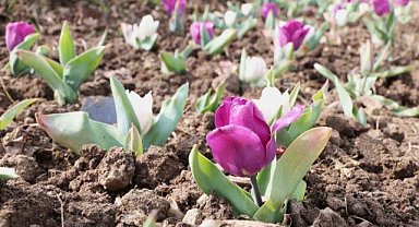 Osmangazi’nin her bir noktası çiçek açtı