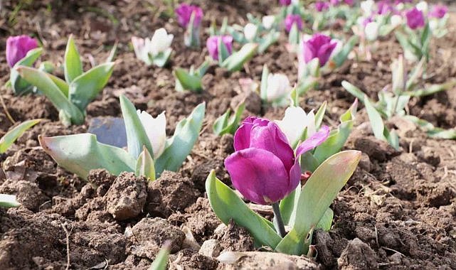 Osmangazi’nin her bir noktası çiçek açtı