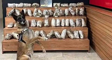 Şanlıurfa’da 17 kilo 550 gram skunk ele geçirildi