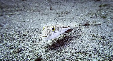 Türkiyede 177 istilacı tür tespit edildi! 2030a kadar yarıya indirilecek