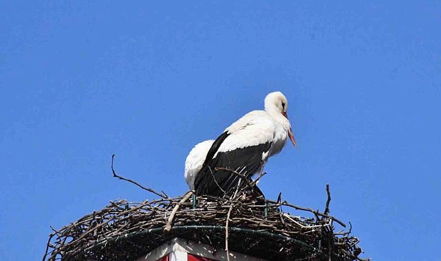 Yuva yapacak alan bulamayan leylekler yeniden İznik’te