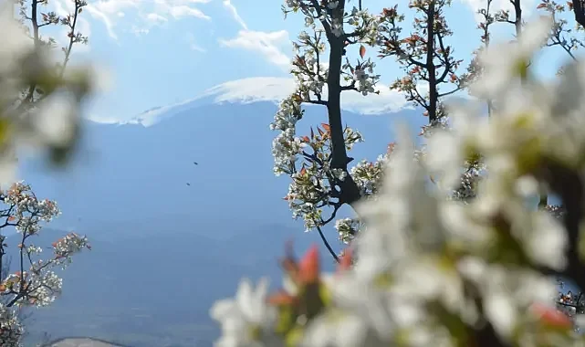 Bursa'da doğa canlandı: Üretici bu yıldan umutlu