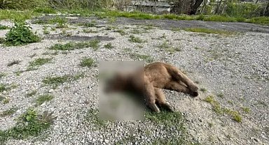 Bursa'da yol kenarında ölü ayı bulundu!