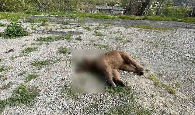 Bursa'da yol kenarında ölü ayı bulundu!