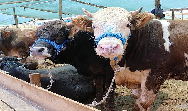 Kurban vekalet ücretleri belli oldu