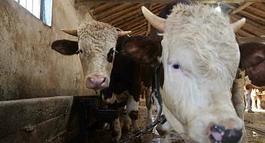 Kurbanlık alacaklara uyarı!